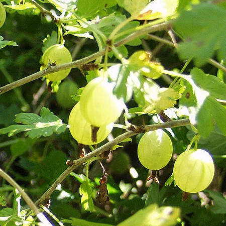 Ribes Uva-crispa-Ryhm   'Hinnonmen Keltainen'